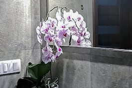 Dom w orchideach  11 