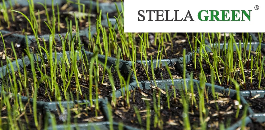 Stella Green - Kratki trawnikowo-parkingowe